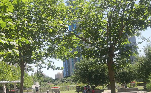 通州区 芙蓉园282号楼29层5单元3303（京贸国际城）