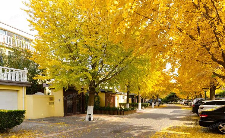 海淀区 雪梨澳乡B区34号楼1至2层34-1  别墅