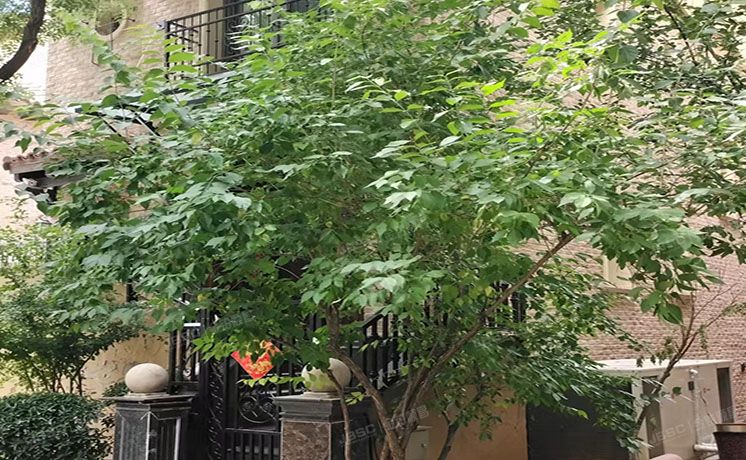 顺义区 天竺新新家园二区3号楼-1至3层03 别墅