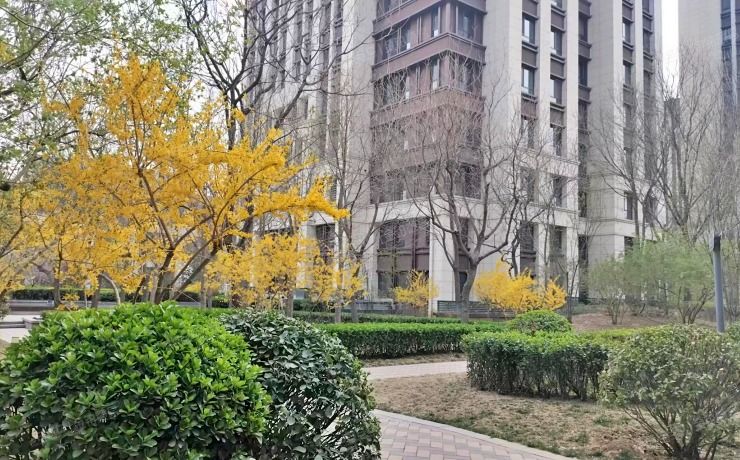 顺义区 安祥大街11号院4号楼3层302（中粮祥云国际生活区）